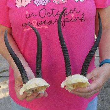 Two piece Female Springbok Skull Plate with 8" & 9" Horns 