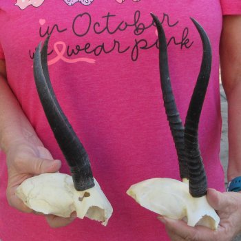 Two piece Female Springbok Skull Plate with 8" & 9" Horns 