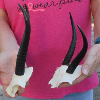 Two piece Female Springbok Skull Plate with 6-1/2" & 7" Horns 