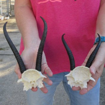 Two piece Female Springbok Skull Plate with 6-1/2" & 7" Horns 