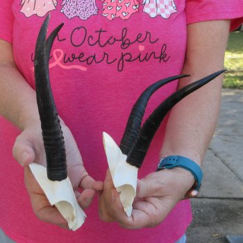 Two piece Female Springbok Skull Plate with 6-1/2" & 7" Horns 