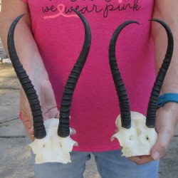 Two piece Female Springbok Skull Plate with 9-1/4" & 10" Horns 