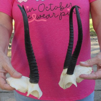 Two piece Female Springbok Skull Plate with 9-1/4" & 10" Horns 