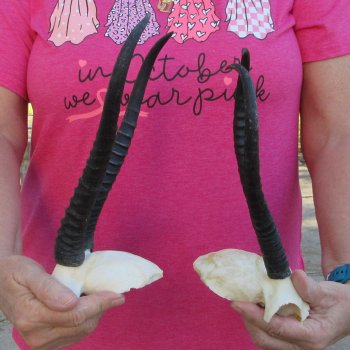 Two piece Female Springbok Skull Plate with 9-1/4" & 10" Horns 