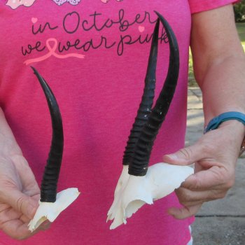 Two piece Female Springbok Skull Plate with 6-3/4" & 8" Horns 