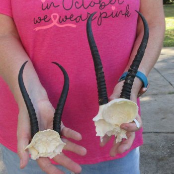 Two piece Female Springbok Skull Plate with 6-3/4" & 8" Horns 