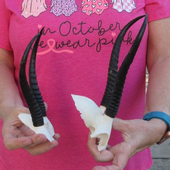 Two piece Female Springbok Skull Plate with 6-3/4" & 8" Horns 