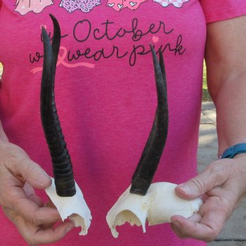 Two piece Female Springbok Skull Plate with 7" & 8-1/2" Horns 