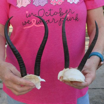 Two piece Female Springbok Skull Plate with 7" & 8-1/2" Horns 