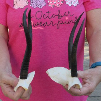Two piece Female Springbok Skull Plate with 7" & 8-1/2" Horns 