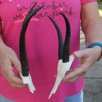Two piece Female Springbok Skull Plate with 6" & 9" Horns 