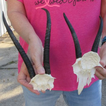 Two piece Female Springbok Skull Plate with 6" & 9" Horns 