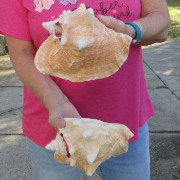 Two piece 7-1/2" & 7" B-Grade Pink Conchs