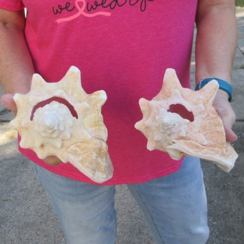 Two piece 7-1/2" & 7" B-Grade Pink Conchs