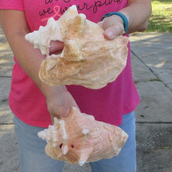 Two piece 7-1/2" & 8" B-Grade Pink Conchs