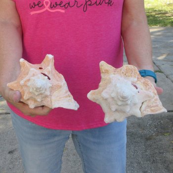 Two piece 7-1/2" & 8" B-Grade Pink Conchs
