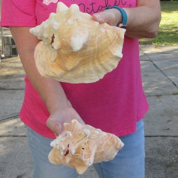 Two piece 7-1/2" & 7" B-Grade Pink Conchs