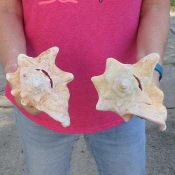 Two piece 7-1/2" & 7" B-Grade Pink Conchs