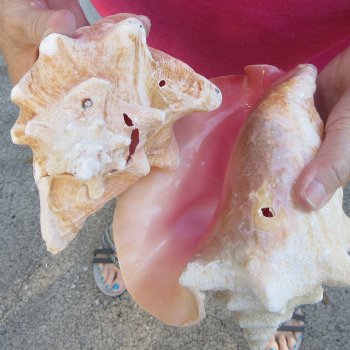 Two piece 7-1/2" & 7" B-Grade Pink Conchs