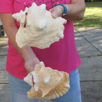 Two piece 7-1/2" & 8" B-Grade Pink Conchs
