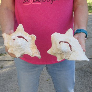 Two piece 7-1/2" & 8" B-Grade Pink Conchs