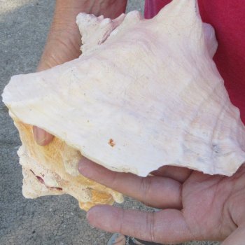 Two piece 7-1/2" & 8" B-Grade Pink Conchs