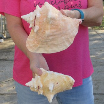 Two piece 7-1/2" & 7" B-Grade Pink Conchs