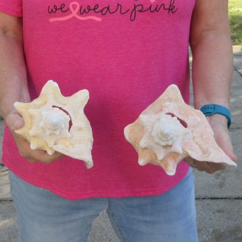 Two piece 7-1/2" & 7" B-Grade Pink Conchs