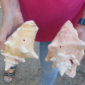 Two piece 7-1/2" & 7" B-Grade Pink Conchs