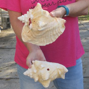 Two piece 7-1/2" B-Grade Pink Conchs
