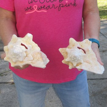 Two piece 7-1/2" B-Grade Pink Conchs