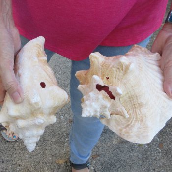 Two piece 7-1/2" B-Grade Pink Conchs