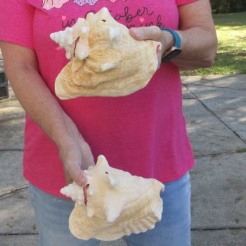 Two piece 7-1/2" & 7" B-Grade Pink Conchs