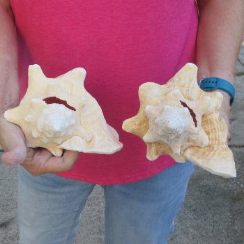 Two piece 7-1/2" & 7" B-Grade Pink Conchs