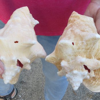 Two piece 7-1/2" & 7" B-Grade Pink Conchs