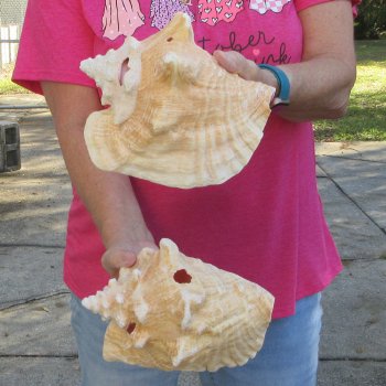 Two piece 8" & 8-1/2" B-Grade Pink Conchs