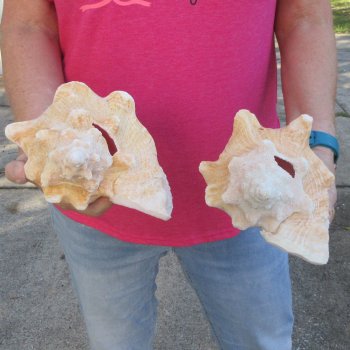 Two piece 8" & 8-1/2" B-Grade Pink Conchs