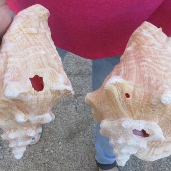 Two piece 8" & 8-1/2" B-Grade Pink Conchs