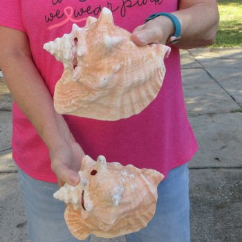 Two piece 7-1/2" B-Grade Pink Conchs