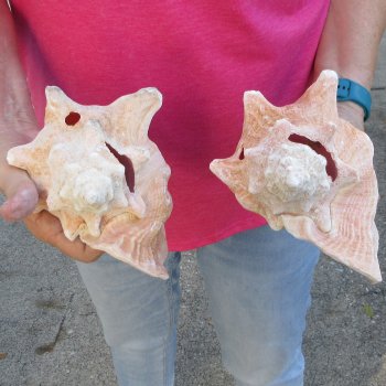 Two piece 7-1/2" B-Grade Pink Conchs