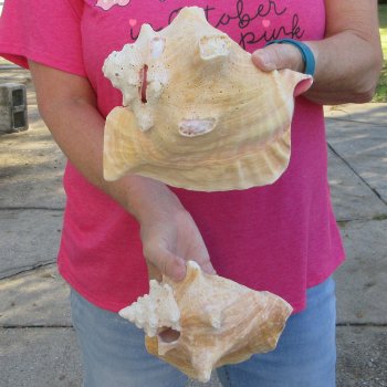 Two piece 7-1/2" & 7" B-Grade Pink Conchs