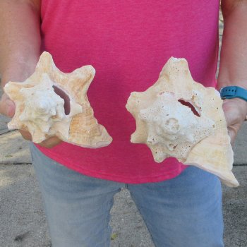 Two piece 7-1/2" & 7" B-Grade Pink Conchs