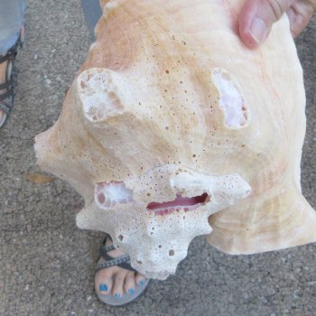 Two piece 7-1/2" & 7" B-Grade Pink Conchs