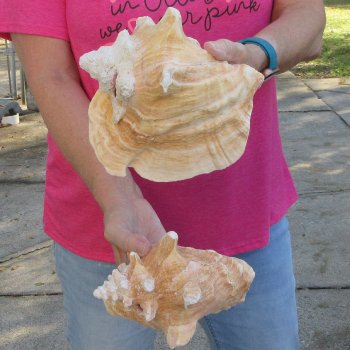 Two piece 7" & 8" B-Grade Pink Conchs