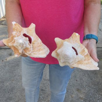 Two piece 7" & 8" B-Grade Pink Conchs