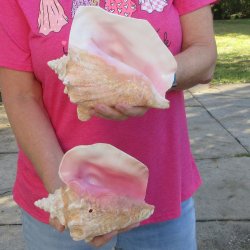 Two piece 7-1/2" B-Grade Pink Conchs