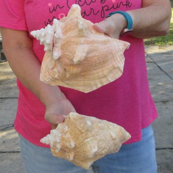 Two piece 7-1/2" B-Grade Pink Conchs