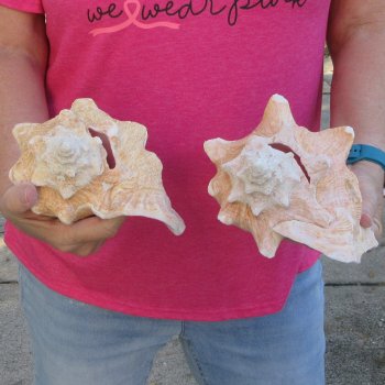Two piece 7-1/2" B-Grade Pink Conchs