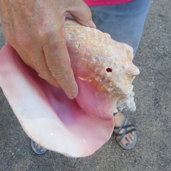Two piece 7-1/2" B-Grade Pink Conchs