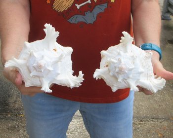 Two piece 8" Murex Ramosus 